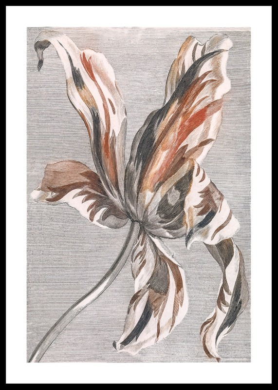 Tulip By Johan Teyler-0
