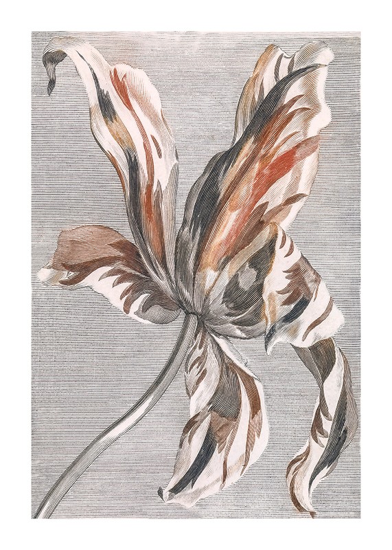 Tulip By Johan Teyler-1