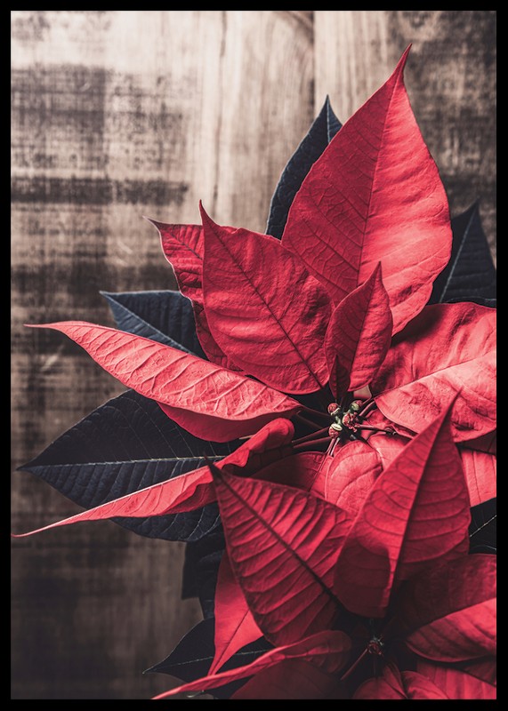Christmas Poinsettia-2