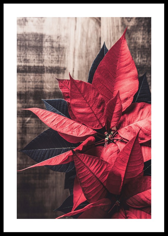 Christmas Poinsettia-0