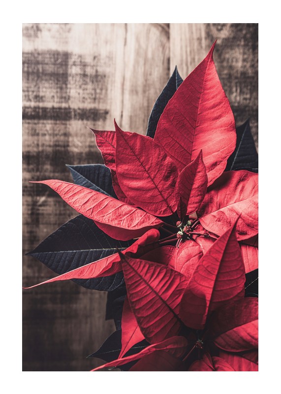 Christmas Poinsettia-1