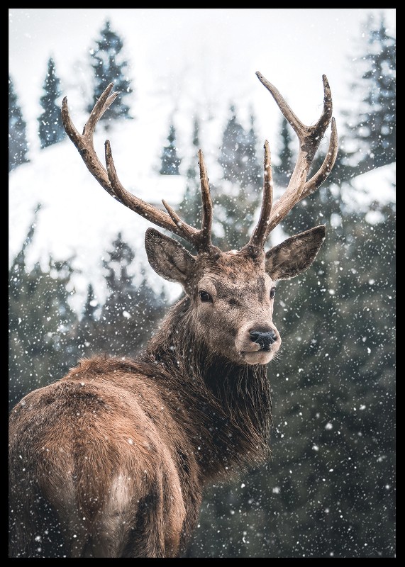 Winter Landscape Deer-2