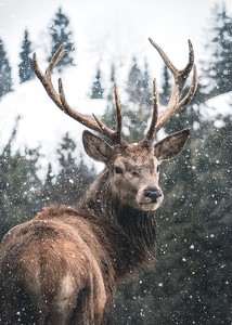 Winter Landscape Deer-3