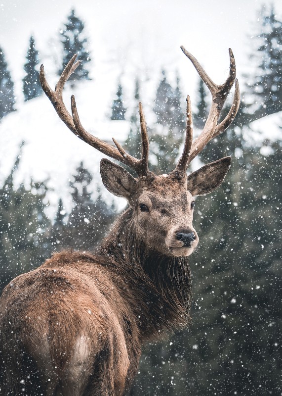 Winter Landscape Deer-3