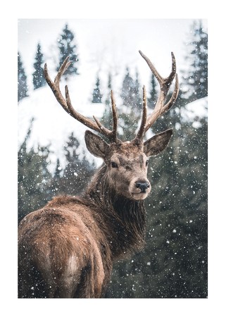 Poster Winter Landscape Deer