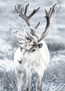 Reindeer-3