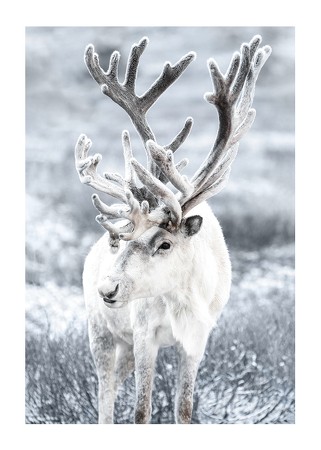Poster Reindeer