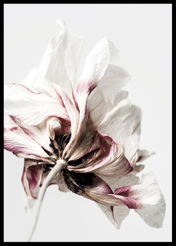 Anemone Flower-2