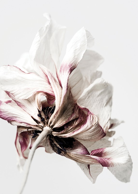 Anemone Flower-3
