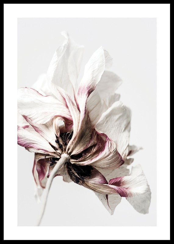 Anemone Flower-0