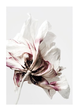 Poster Anemone Flower