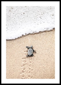 Baby Turtle On Beach-0