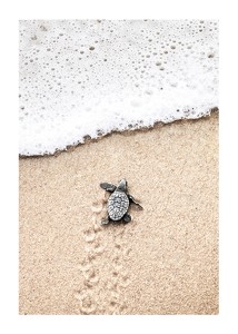 Baby Turtle On Beach-1