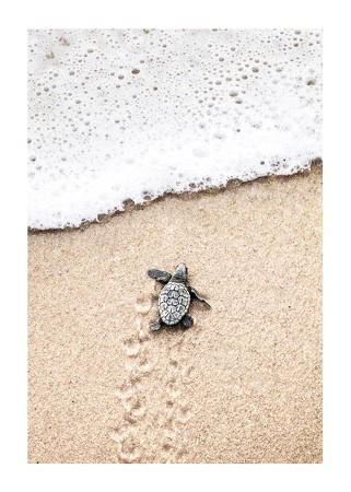 Poster Baby Turtle On Beach