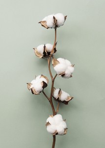 Cotton On Green-3