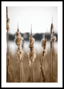 Waterfront Reeds-0