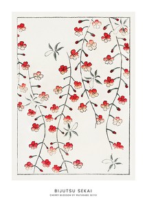 Cherry Blossom By Watanabe Seitei-1