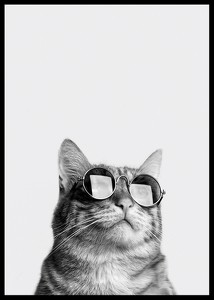 Cat With Shades-2