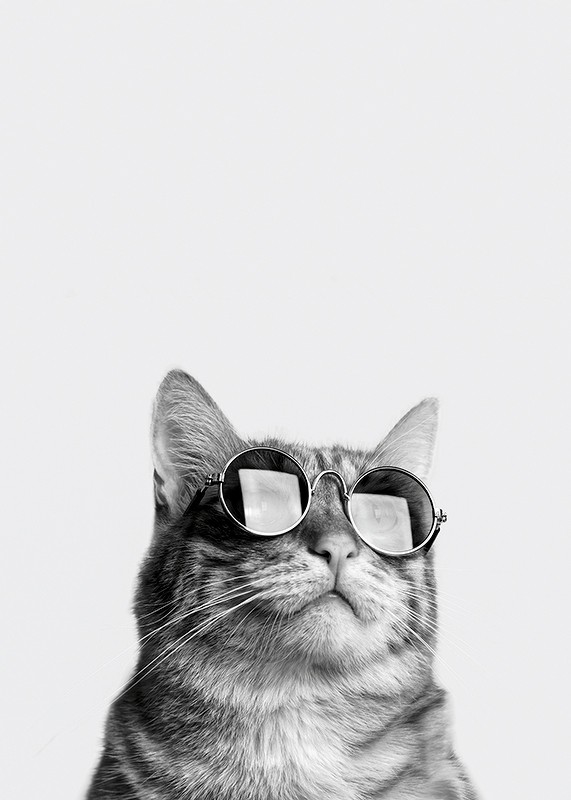 Cat With Shades-3