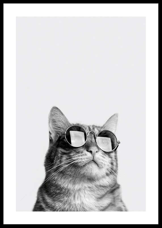 Cat With Shades-0