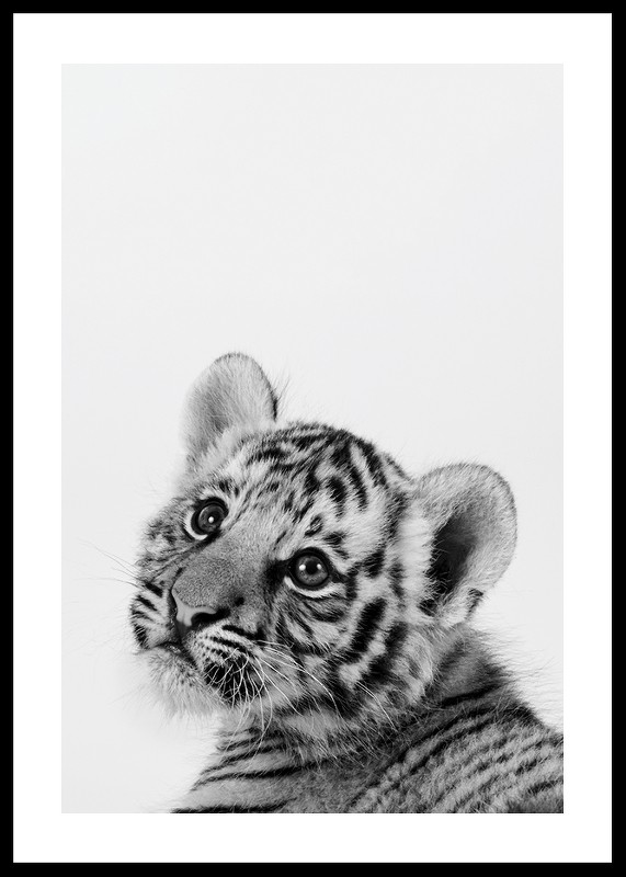 Tiger Cub-0