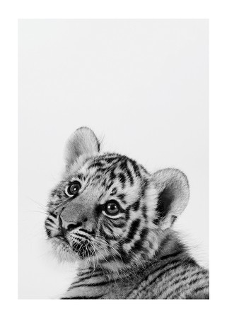 Poster Tiger Cub