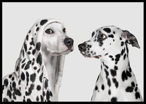 Dalmatian Dog Imposter-2