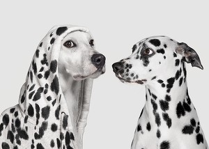 Dalmatian Dog Imposter-3