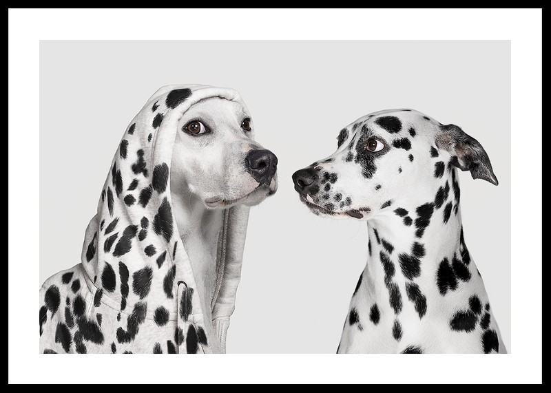 Dalmatian Dog Imposter-0