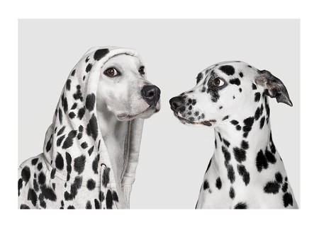 Poster Dalmatian Dog Imposter