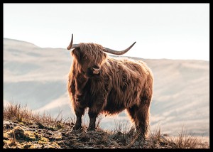 Highland Cow In Sunlight-2