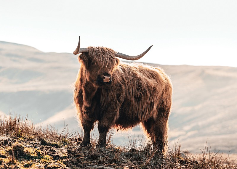 Highland Cow In Sunlight-3