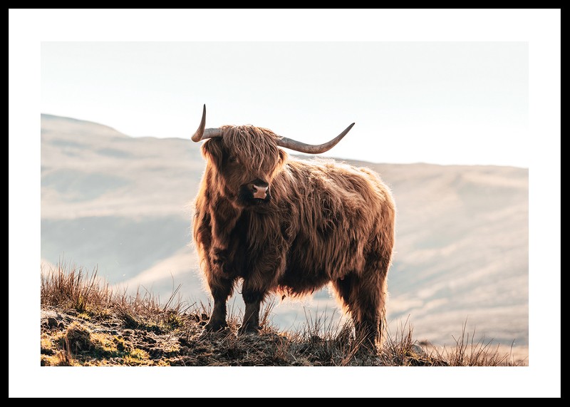 Highland Cow In Sunlight-0