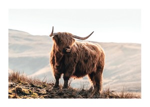Poster Highland Cow In Sunlight