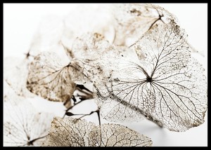 Dried Leaf-2