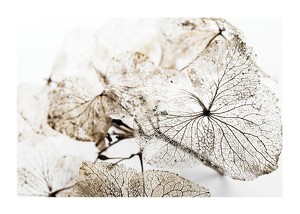 Dried Leaf-1