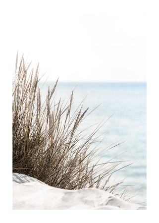 Poster Grass At Beach