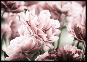 Pink Tulip-2