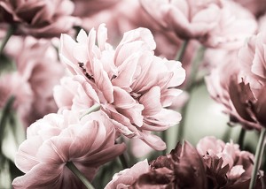 Pink Tulip-3