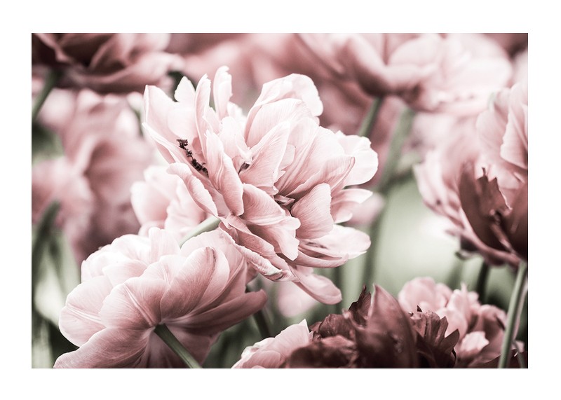 Pink Tulip-1