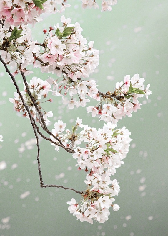 Cherry Blossom-3
