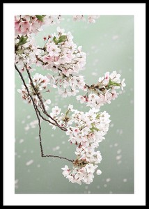 Cherry Blossom-0