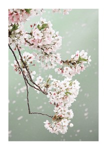 Cherry Blossom-1