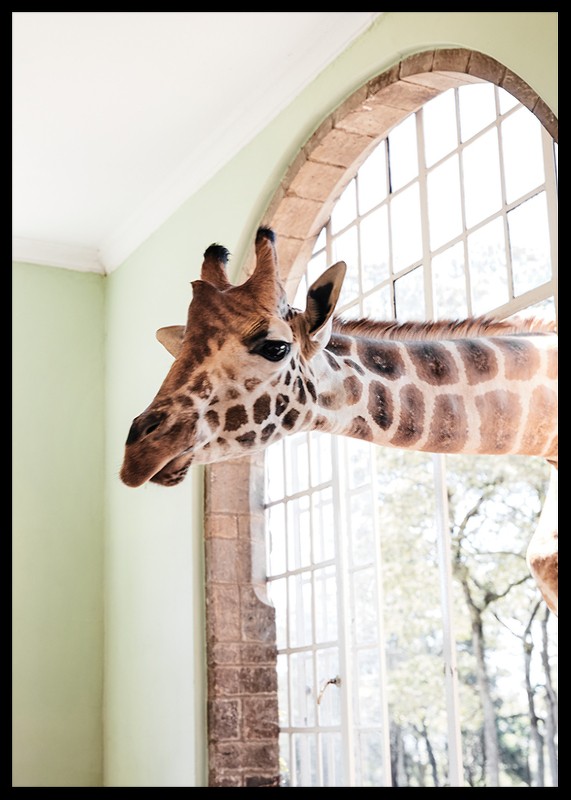 Giraffe Through Window-2