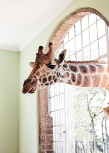 Giraffe Through Window-3