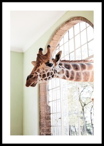 Giraffe Through Window-0