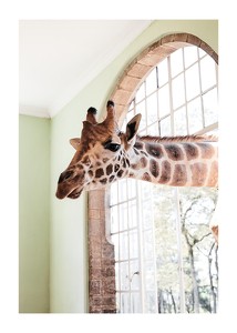 Giraffe Through Window-1