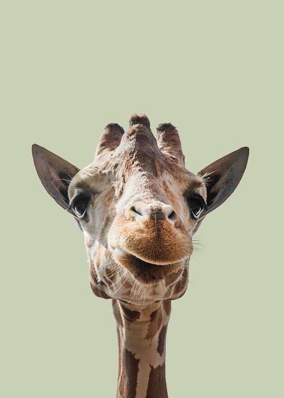 Smiling Giraffe-3
