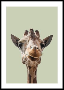 Smiling Giraffe-0