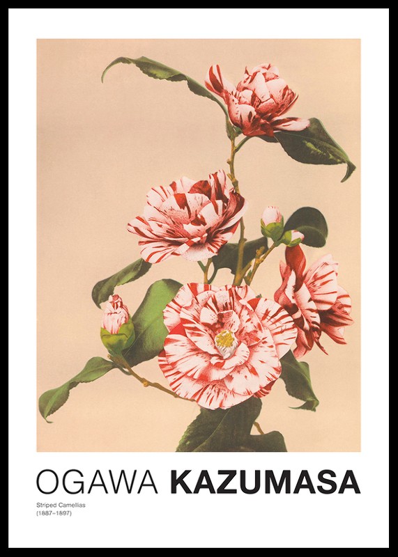 Striped Camellias by Ogawa Kazumasa-0